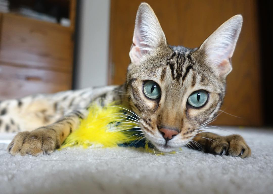 冷门之夜,关键先生帕尔默粉碎尤文图斯