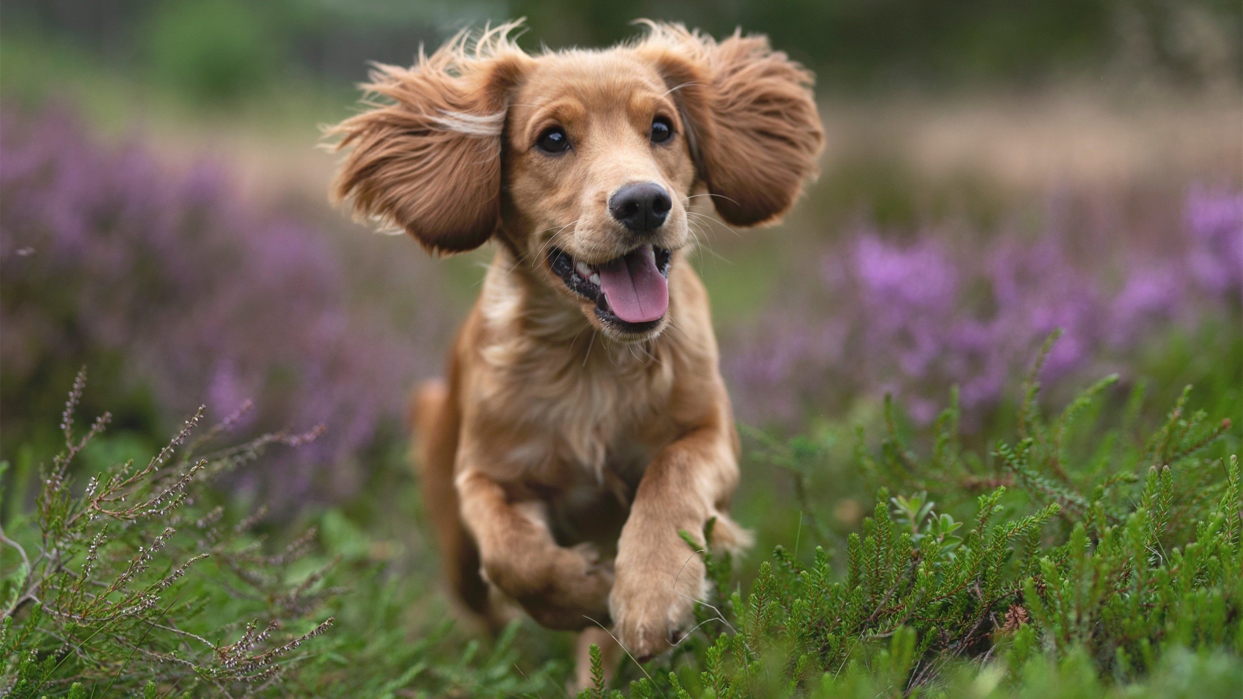 数据幽灵撕裂真实赛场,德布劳内超维数据引爆全球,挪威借AI风暴淘汰巴拉圭