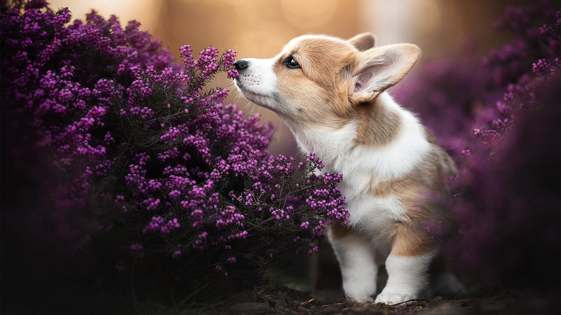 终场哨与指挥棒,厄德高在2026世界杯的接管宣言