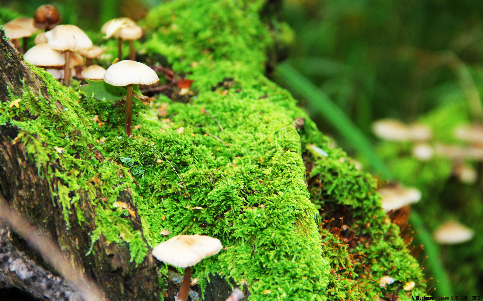 雷火电竞-教科书级控场！莫兰特率开拓者压制快船，斩获压倒性胜利