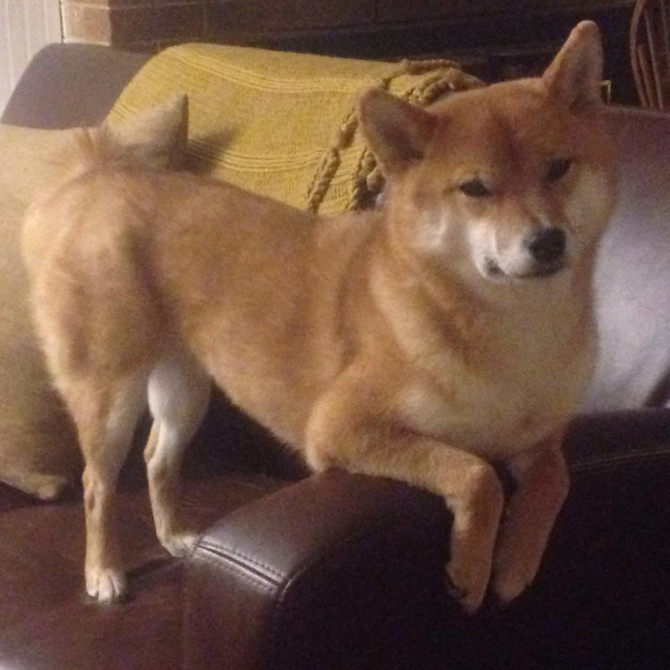 密尔沃基的希腊雕塑，字母哥对阵黄蜂的统治级演出