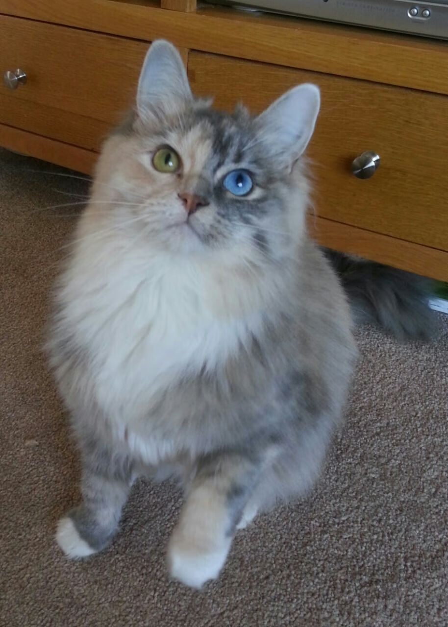 雷火电竞简介-终局武器，赖斯三分钟内决定日本的命运