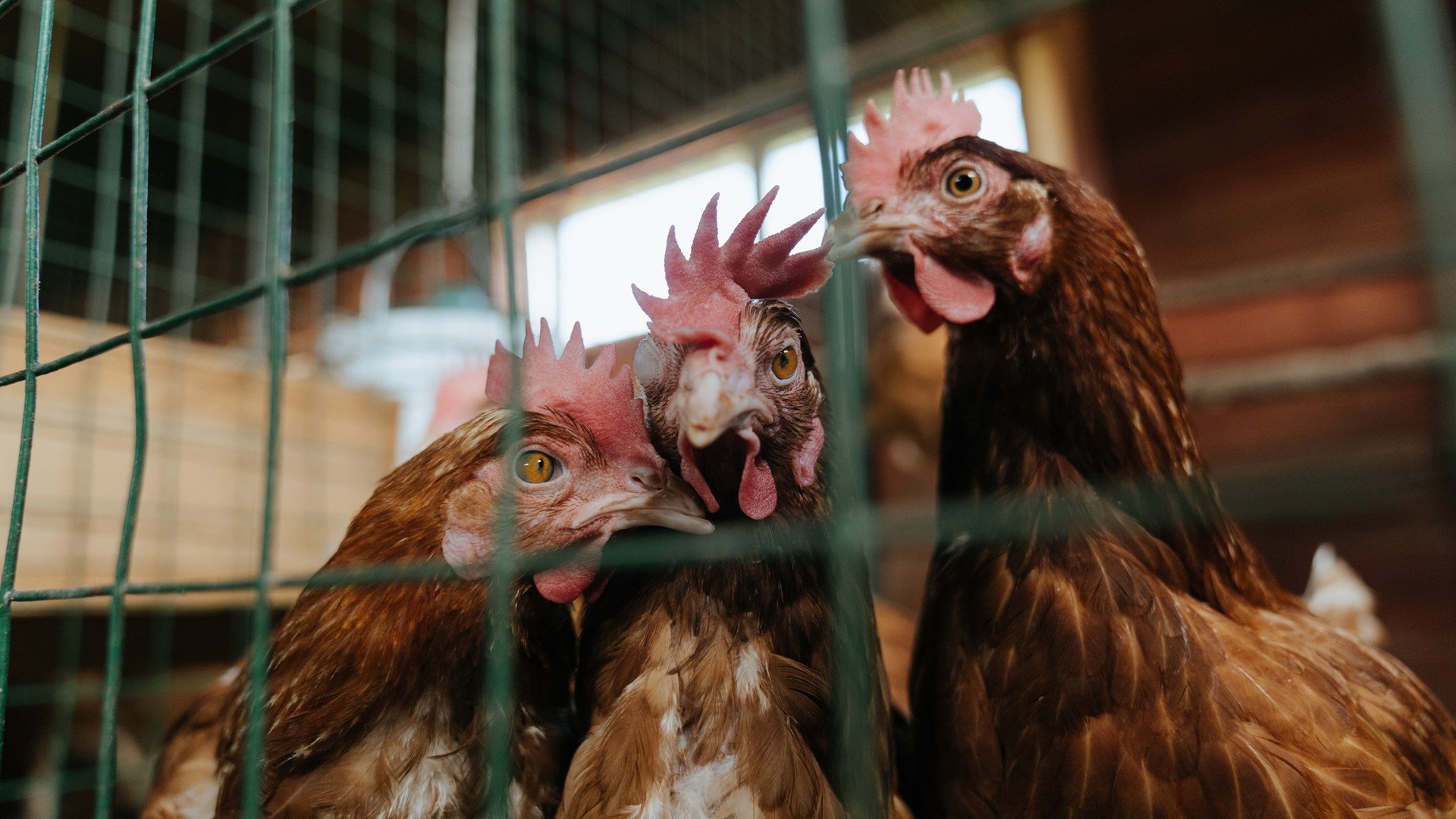 雷火电竞主播-奥纳纳的疯狂与理性，一场属于喀麦隆的、不可复制的胜利