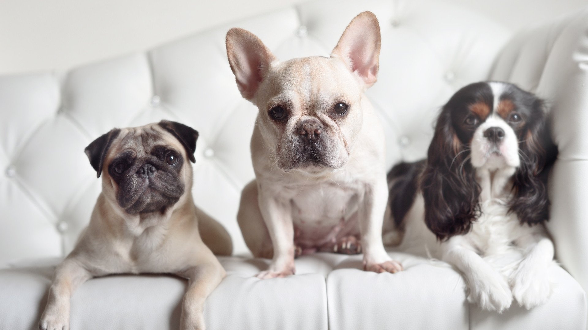 铁卫与孤岛，楚阿梅尼的铁血防线，哥斯达黎加的血色黄昏