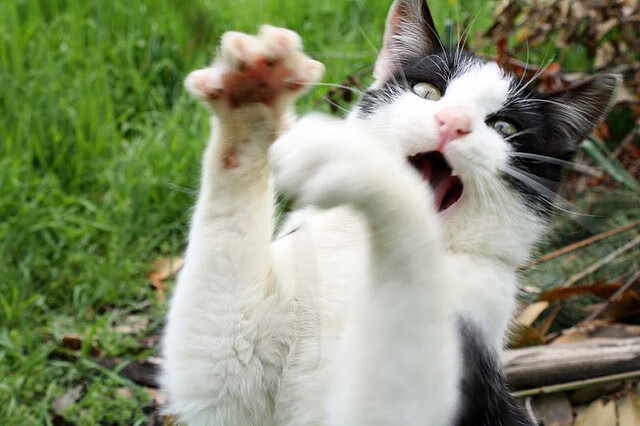 双城记,亚平宁的战术博弈与玫瑰城的英雄闪耀