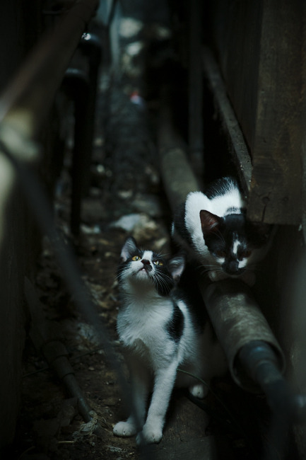 厄瓦雷斯的交响，当波兰铁骑遭遇南美焰火，一位冠军的纬度与誓言