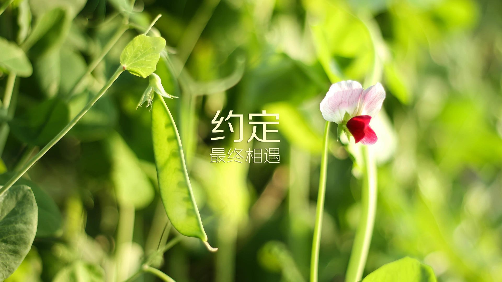 雷火电竞合作-星辰与荒漠，2026世界杯A组暗夜中的格列兹曼神迹
